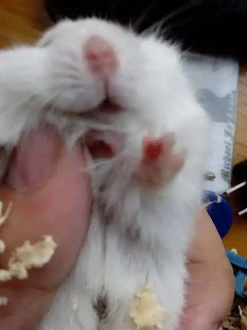 仓鼠身上有个洞 脚上有个瘤 该怎么办