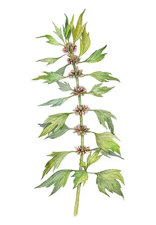 水彩中草药益母草或益母草在白色背景上分离.手绘插画.