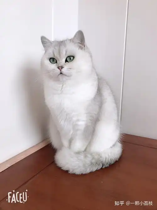 请问怎么养银渐层才有内味儿