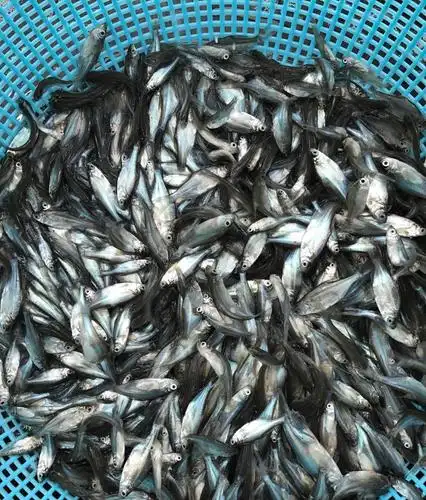 【宝悦水产】武昌鱼苗 广东三角鲂鱼苗 沙边鱼苗 出售各种优质鱼苗