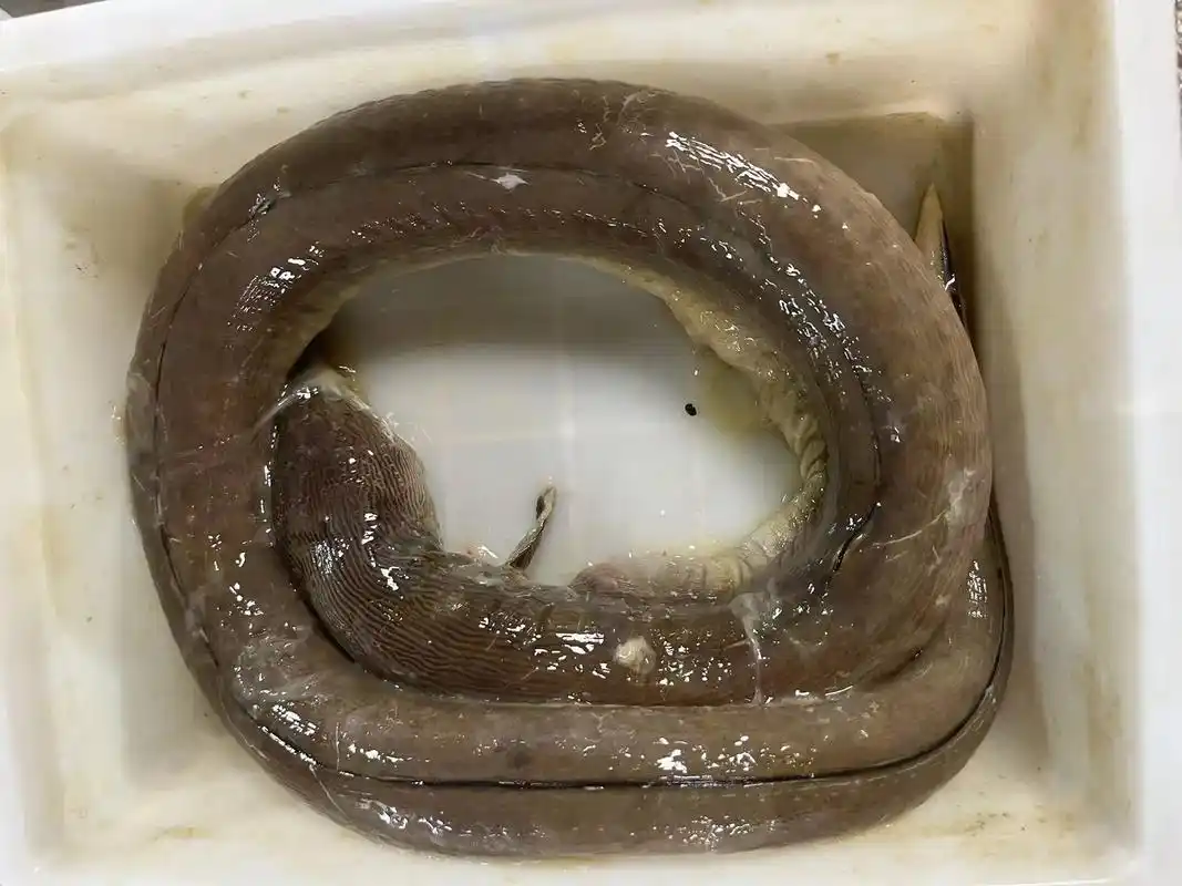 抖音图文来了 野生土龙@抖音小助手 @dou 小助手  - 抖音