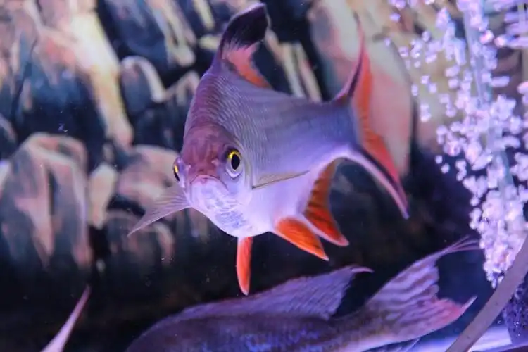 飞凤泰国双线侧鱼中大型热带鱼淡水观赏鱼风水鱼龙鱼