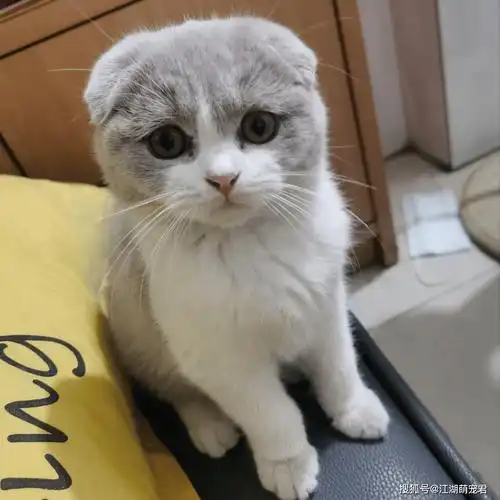 养折耳猫需要花很多钱给它治疗,而且它还要一直靠药物和治疗来维持