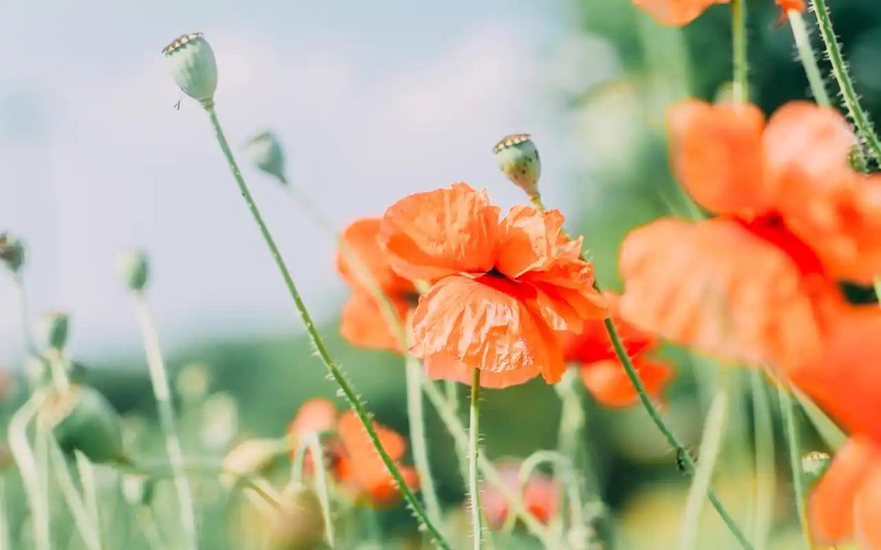 小清新唯美花卉植物图片壁纸-植物壁纸-壁纸下载-美桌网