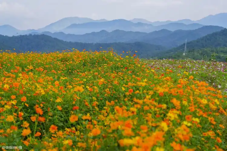 原创广东梅州的香格里拉梯田花海美如仙境且藏在深山鲜有人知
