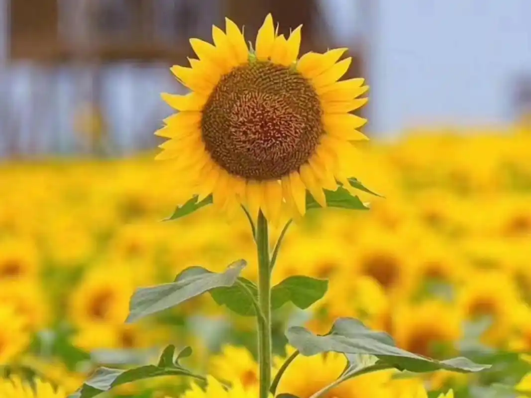 发朋友圈的正能量句子「周一适合发朋友圈的正能量句子」