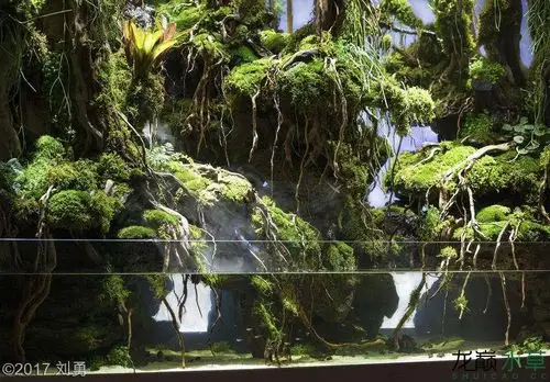 2017年aga水草造景比赛获奖作品