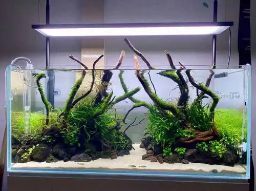 时隔四个月的90缸现在怎么样了,图片来了 - 水草造景 - cta南美水族