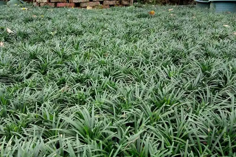 批发西安玉龙草日本矮麦冬草