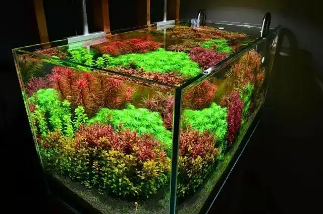 荷兰式草缸开缸及维护心得