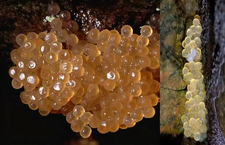 原创翻车鱼一次产卵3亿枚为何是易危生物被海豹啃咬也不会逃跑