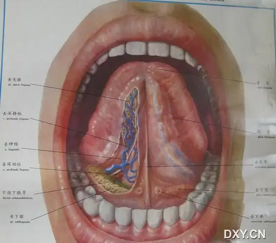 【求助】舌下热窝