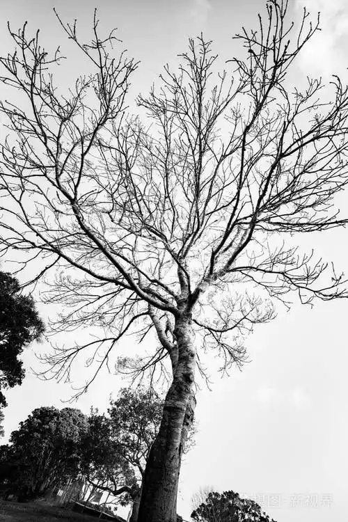 白天的树木黑白图像