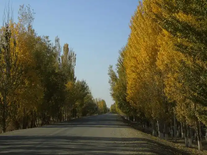 如何看待敦煌阳关林场万亩防护林遭剃光头式砍伐,以葡萄园来作为替代