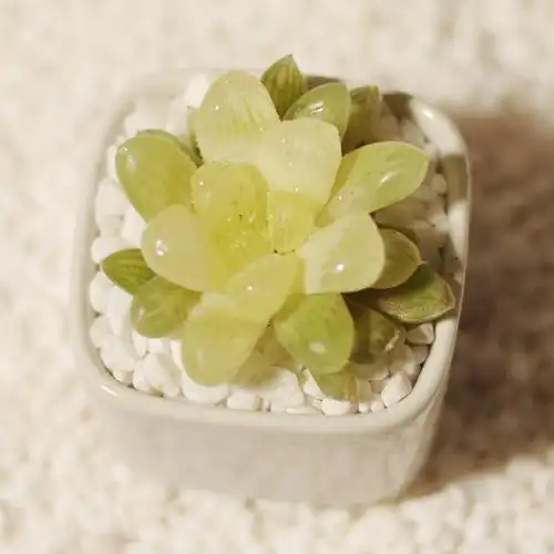 琥珀玉露多肉植物_优搜网