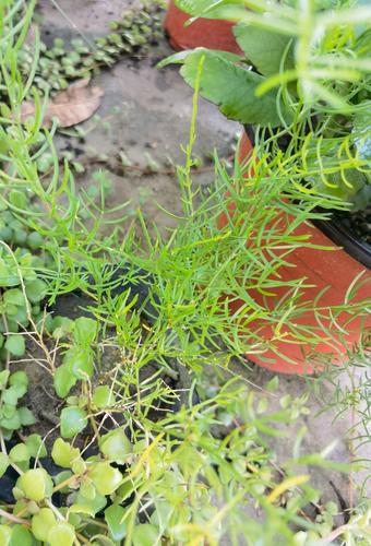 新鲜天冬薯天冬苗 天冬天门冬苗全株带泥保鲜发货可种植