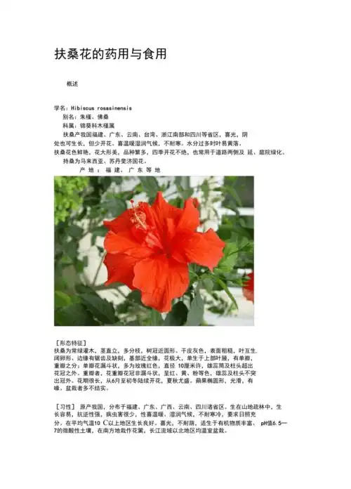 扶桑花的药用与食用