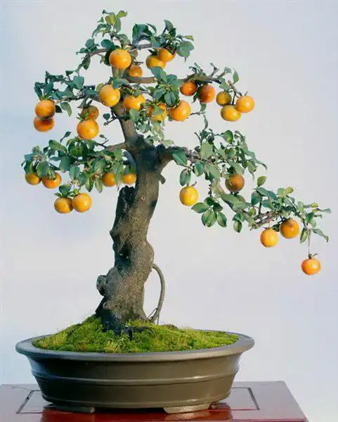 yzsr273 果树盆景盆栽