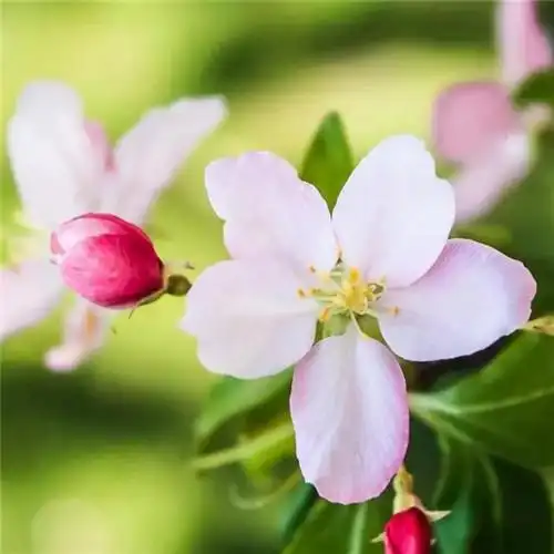 美丽鲜花头像图片大全 高清好看的唯美意境花朵微信头像_植物头像