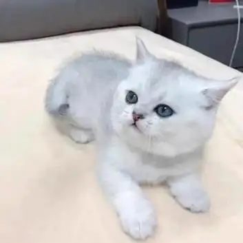 纯种英短银渐层幼猫 新手养猫入门必备小喵