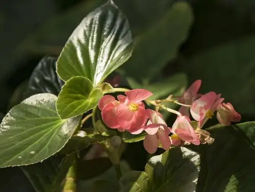 小花秋海棠【首发】