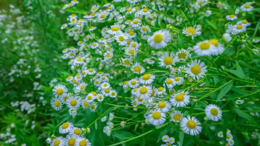 院落布置得娴静雅致,除了美式乡村风和ins北欧风的两栋不同风格的民宿