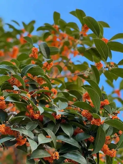 你也"晒桂花"了吗?