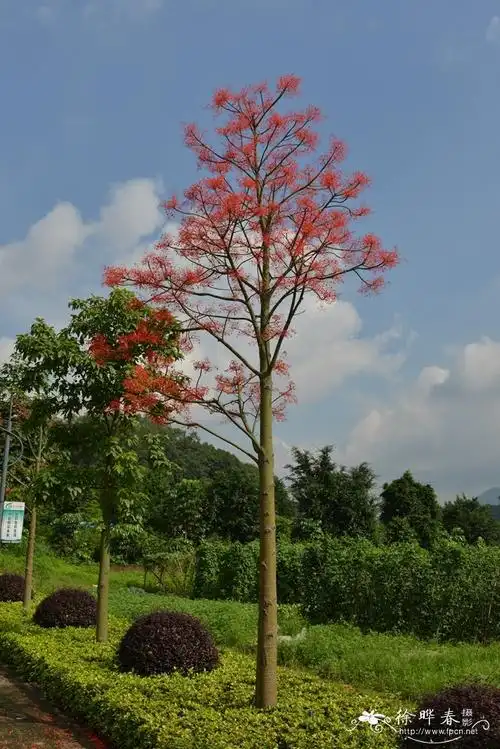 澳洲火焰木brachychitonacerifolius