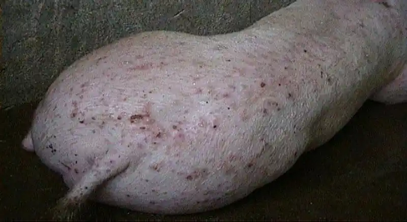 猪的病毒性传染病——猪圆环病毒2型感染图片