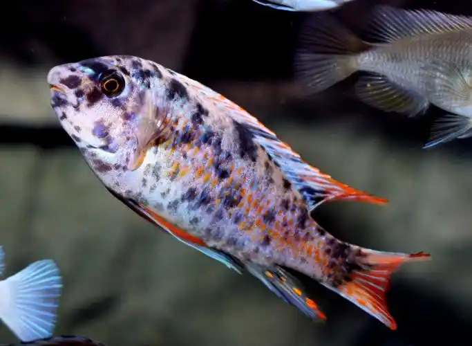 三湖慈鲷中的生物基因学一