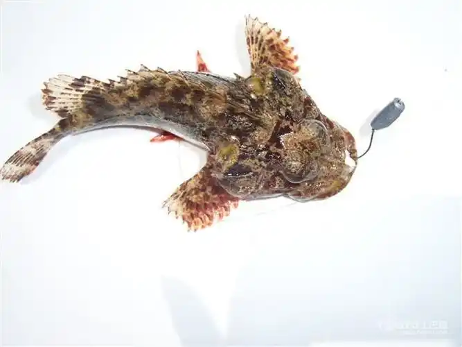 老虎鱼图片老虎鱼种类