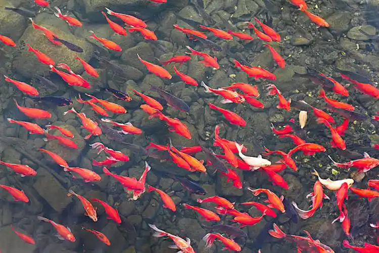 一群水里游动的鲤鱼_高清图片_全景视觉