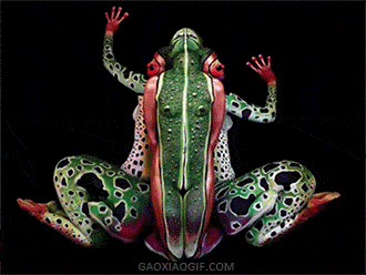 逼真gif青蛙gif动作gif卡通gif