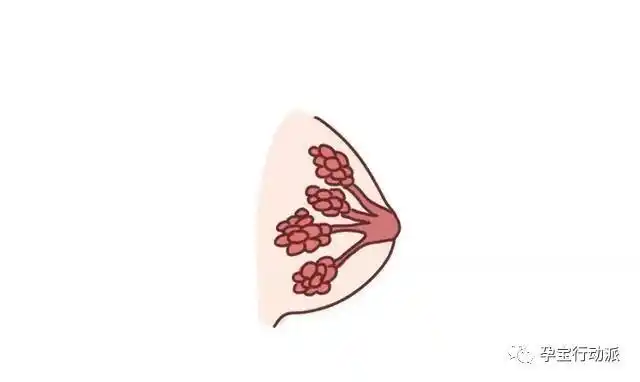 在怀孕的3-4个月期间,乳房的增长会比较快,孕中期增长变慢,到了孕晚期