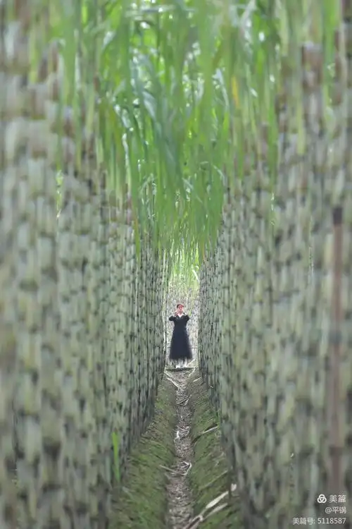 青纱帐,甘蔗林!