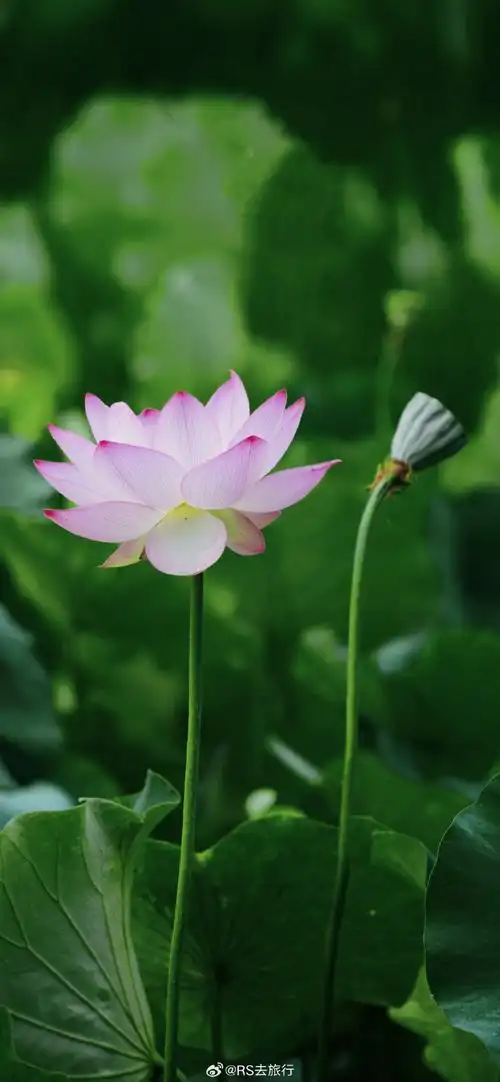 壁纸 花 桌面 690_1493 竖版 竖屏 手机