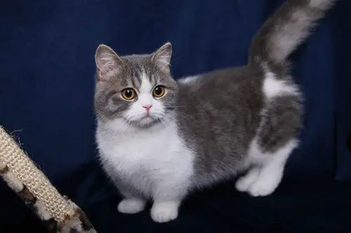 矮脚猫价格有什么特点如何鉴别挑选一只优秀的矮脚猫