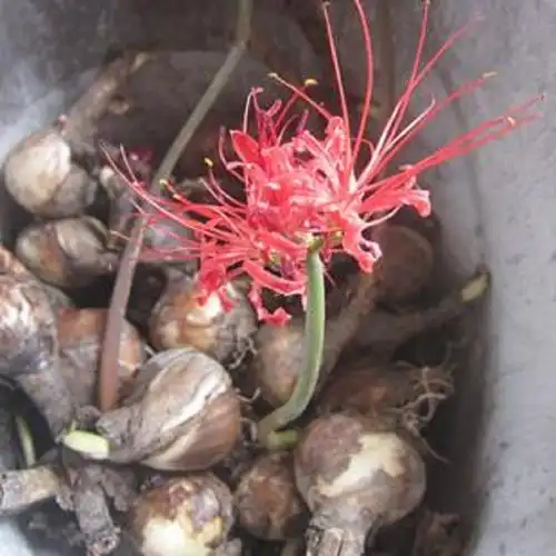 彼岸花种球基地批发曼陀罗花庭院盆栽石蒜花阳台多红色量大当季新