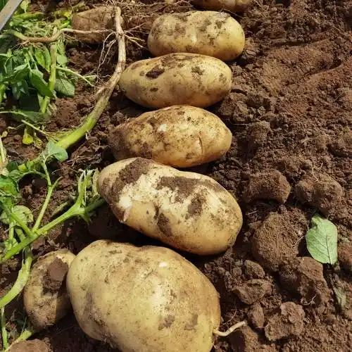 黄心土豆内蒙古武川县优质土豆上市