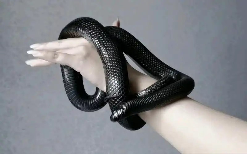 【黑王蛇】【柳墨】520来一起云盘蛇吧~感受一下好脾气的黑王盘起来有