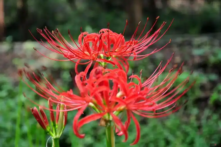 曼珠沙华图片 - 第10张