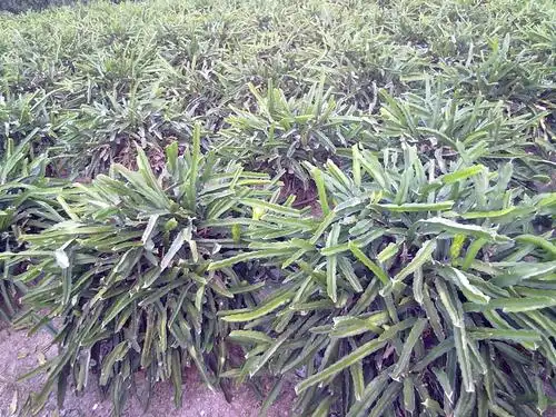 霸王花,鲜美霸王花,灵山特产,烘干霸王花