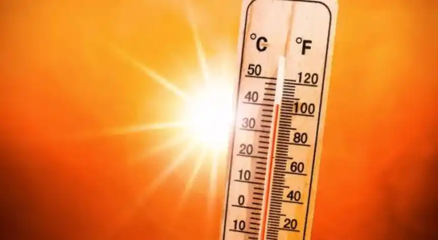 视频再增379例9人死亡一男子和2条狗被热死40度高温天气来袭