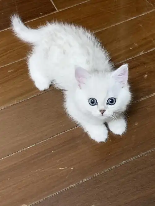 上海来一只蓝眼银渐层如何?