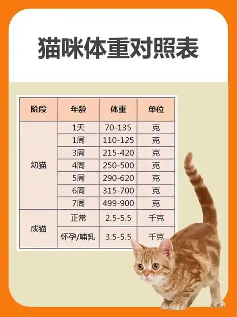 猫咪到底多少斤算肥胖?最新猫咪体重对照表