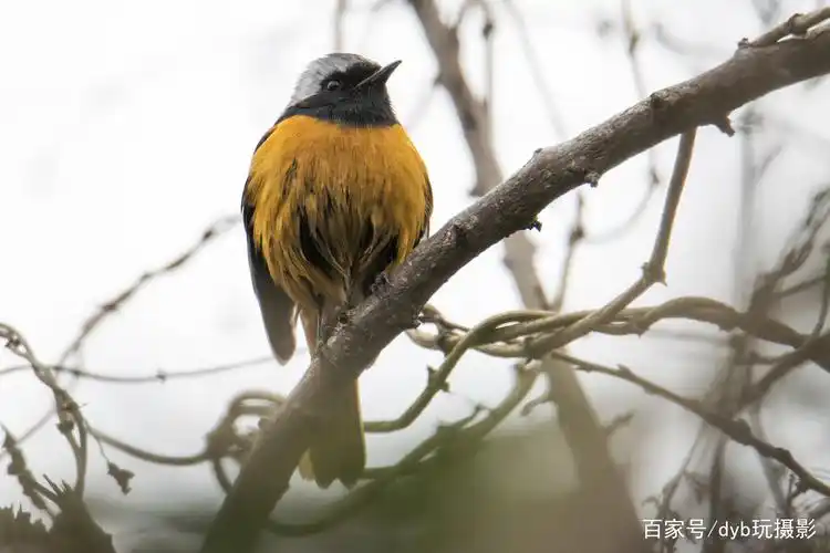 树上好漂亮的一只鸟