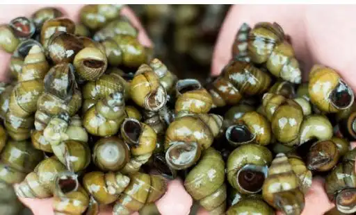 浮螺好不好养殖?_360问答