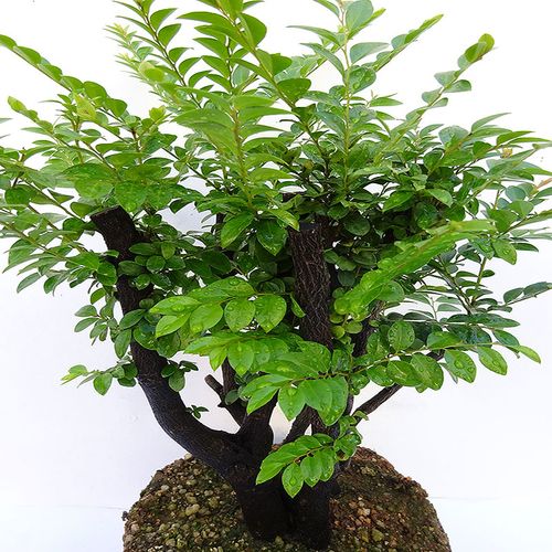 小叶紫檀盆景树桩甲醛室内客厅植物树苗四季绿植