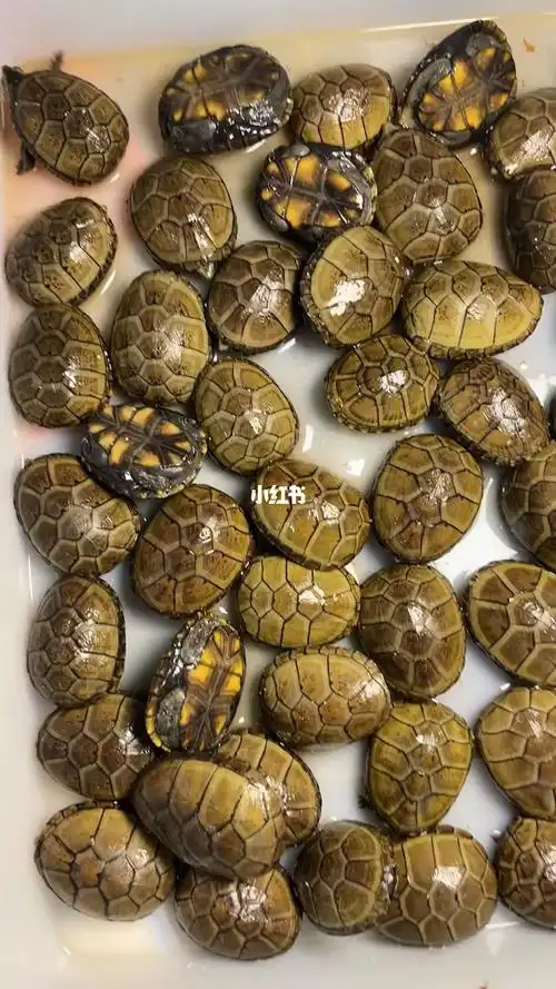 4到5厘米头盔蛋龟