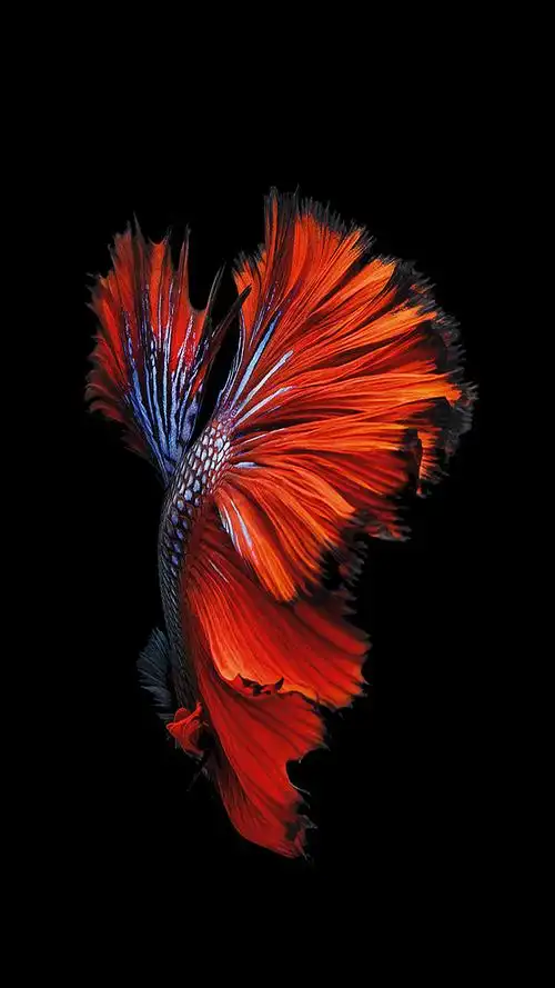 iphone6s斗鱼壁纸鱼摄影壁纸